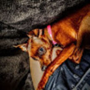 Meet your Posher, Jordan